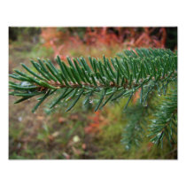 Water Droplets on Spruce Bough Photo