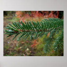 Water Droplets on Spruce Bough Print