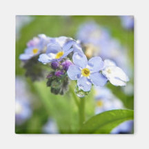 Water Drops - Forget Me Nots Refrigerator Magnets