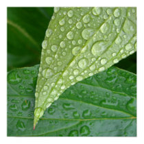 Water drops II Poster