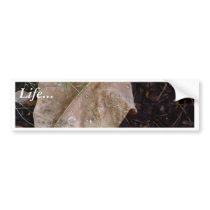 Water Drops Leaf 3 bumper stickers by lifesphere Water Drops Leaf 3 bumper stickers
