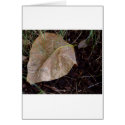 Water Drops Leaf 3 cards