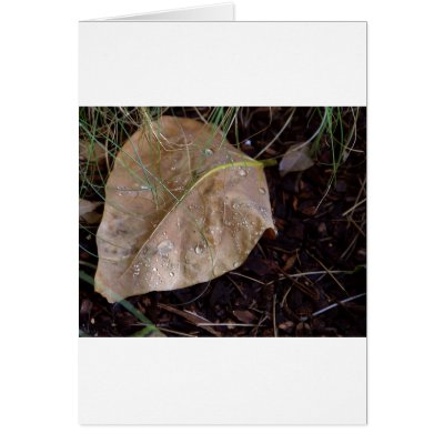 Water Drops Leaf 3 Card by lifesphere
