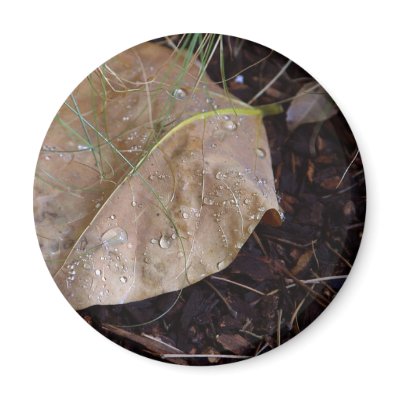 Water Drops Leaf 3 Refrigerator Magnet by lifesphere