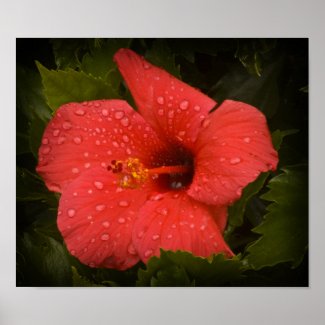 Water Drops on Hibiscus Poster print