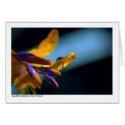 Water Drops On Petals cards