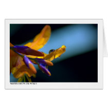 Water Drops On Petals cards