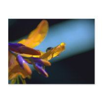Water Drops On Petals postcards by StolenShadows Water Drops On Petals postcards