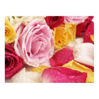 Water Drops on Roses print