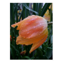 Water drops on salmon tulip postcards