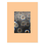 Water Drops Postcards