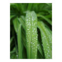 Water drops posters