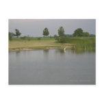 Water & Egret Postcards