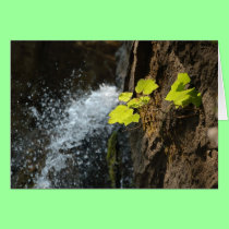 Water Falls cards