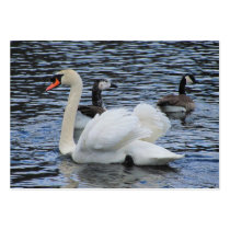 Water Fowl ~ ATC Business Card Templates