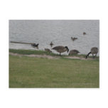 Water & Geese Postcards