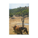 Water hole. canvas print
