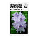 Water Hyacinth stamp