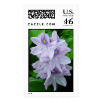 Water Hyacinth postage