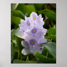 Water Hyacinth Poster
