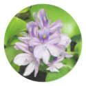 Water Hyacinth stickers by princessklb07 Water Hyacinth stickers