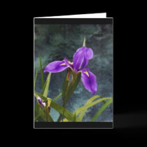 Water Iris cards