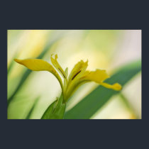 Water Iris posters