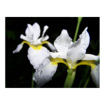 Water Iris's after a rain Poster posters by Sarahsmile Water Iris's after a rain Poster posters