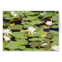 Water Lilies cards by Tsalagi56 Water Lilies cards
