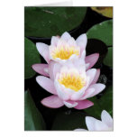Water Lilies Greeting Card cards
