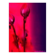 Water Lilies in Pink and Purple Poster