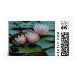 Water Lilies In Pink Postage
