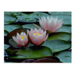 Water Lilies In Pink Postcards