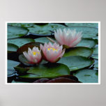 Water Lilies In Pink Posters