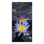 Water Lilies Photo Card