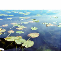 Water Lilies photo sculptures by animalpark Water Lilies photo sculptures