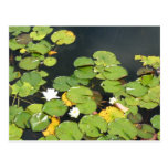 Water lilies post cards