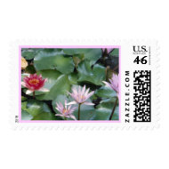 Water Lilies Postage stamp