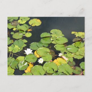 Water lilies postcard