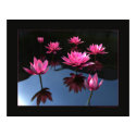 Water lilies posters by gtran Water lilies posters