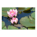 Water Lilies posters by codfishlady Water Lilies posters