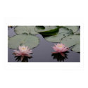 Water Lilies posters by jasminhunter Water Lilies posters