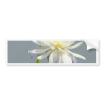 Water Lillies and dragonfly bumper stickers