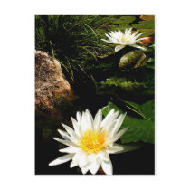 Water Lillies by JLH Postcards
