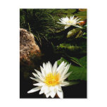 Water Lillies by JLH Postcards