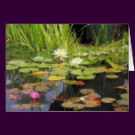 Water Lillies Impression