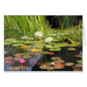 Water Lillies Impression cards