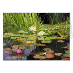 Water Lillies Impression