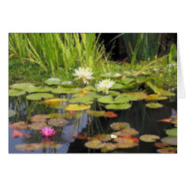 Water Lillies Impression cards by sailhawk Water Lillies Impression cards