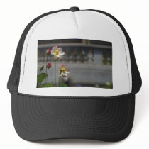 Water Lillies Lilly hats